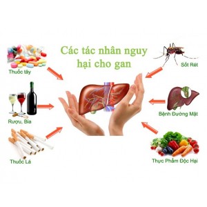 Препарат Hepato для печени